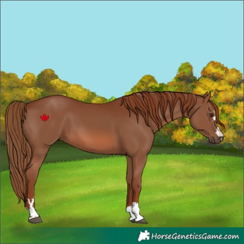 Horse Color:Chestnut 