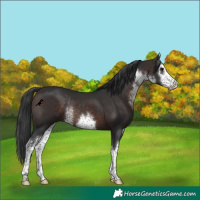 Horse Color:White Spotted Brown Rabicano 