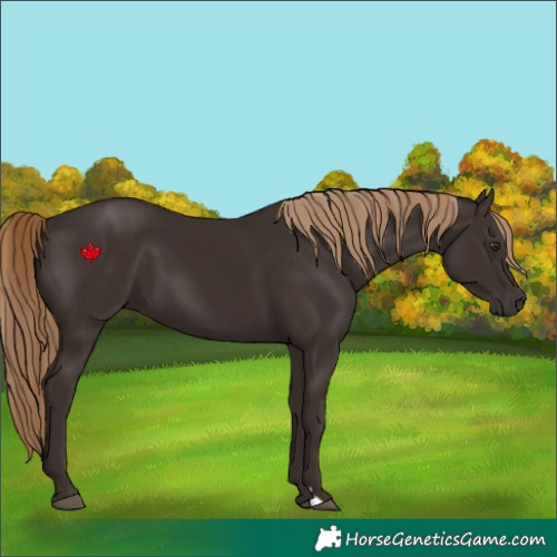Horse Color:Liver Chestnut 
