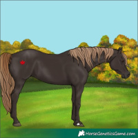 Horse Color:Liver Chestnut 