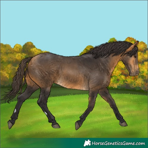 Horse Color:Buckskin 