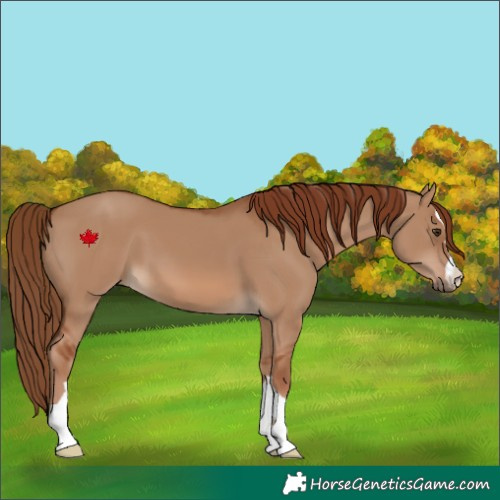 Horse Color:Red Dun 