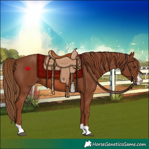 Horse Color:Chestnut 