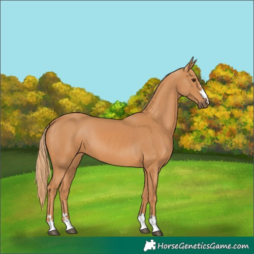 Horse Color:Unknown 