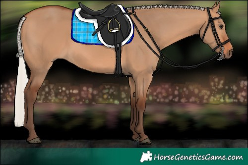 Horse Color:Silver Bay Dun