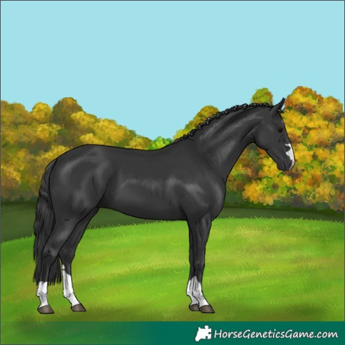 Horse Color:Black 