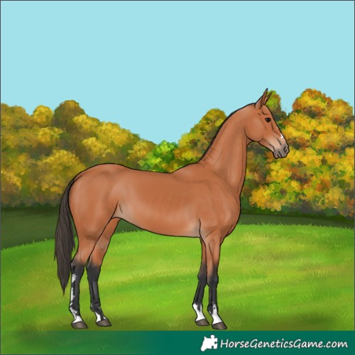 Horse Color:Bay 