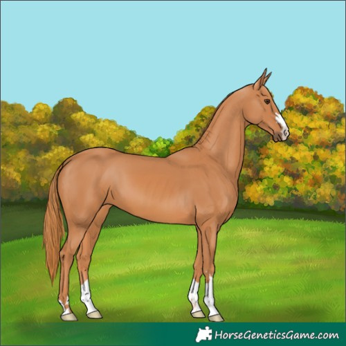 Horse Color:Chestnut 