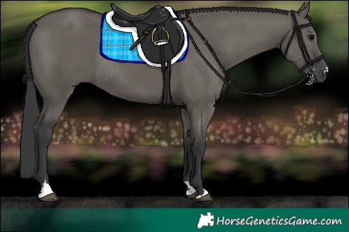 Horse Color:Grullo Rabicano