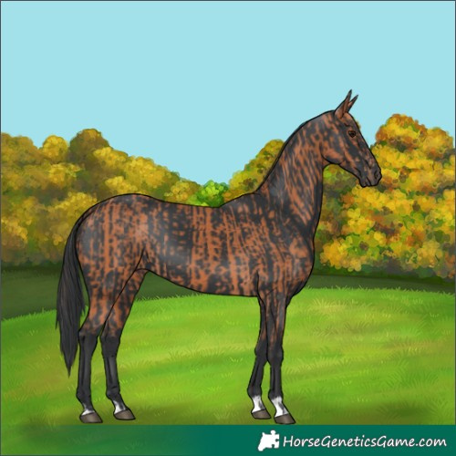 Horse Color:Bay  and Black 