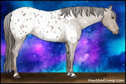 Horse Color:Liver Red Dun Roan Appaloosa 