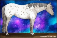 Horse Color:Liver Red Dun Roan Appaloosa 