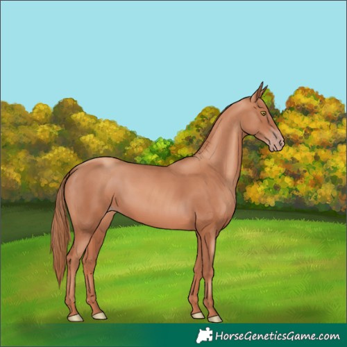 Horse Color:Gold Champagne 