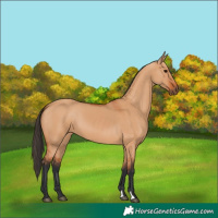 Horse Color:Bay Dun