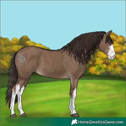 Horse Color:White Spotted Liver Red Dun