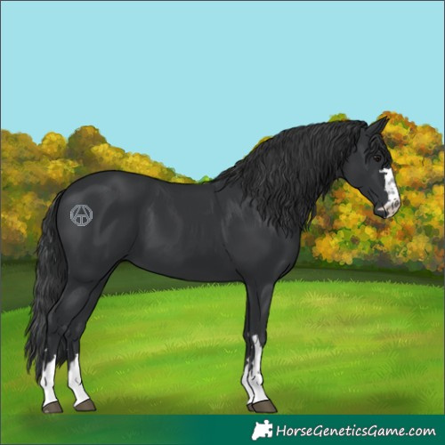 Horse Color:Black 