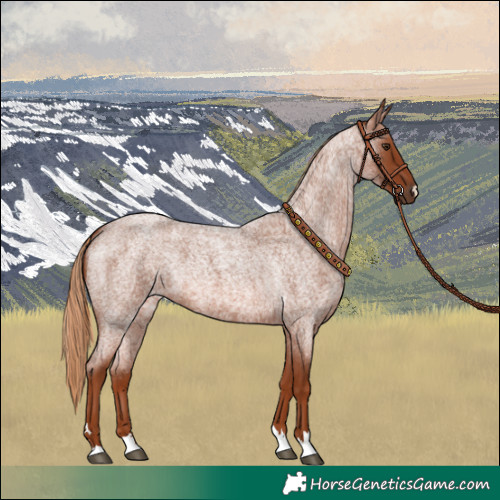 Horse Color:Red Roan 