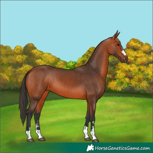 Horse Color:Bay 
