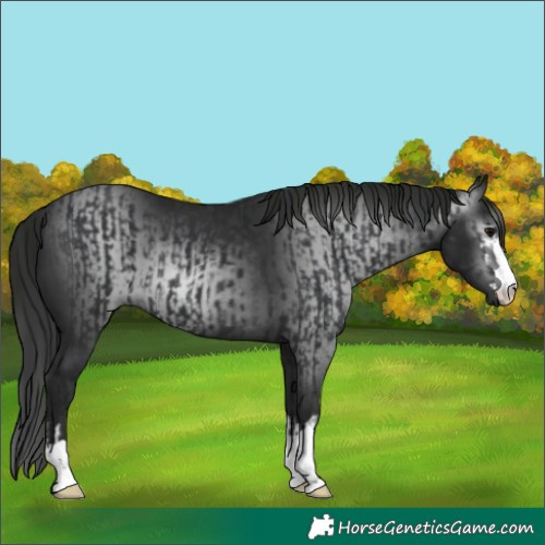 Horse Color:Black  and Gray Black 
