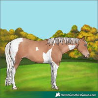 Horse Color:Silver Sable Champagne Tobiano 