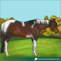 Horse Color:Liver Chestnut Tobiano 