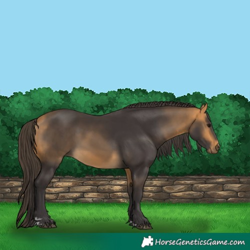 Horse Color:Buckskin 