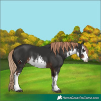 Horse Color:White Spotted Liver Chestnut 