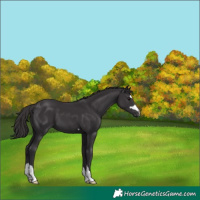 Horse Color:Smoky Black