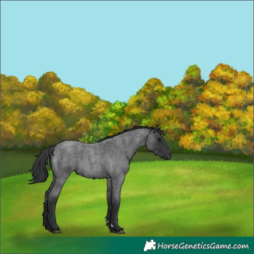 Horse Color:Unknown 