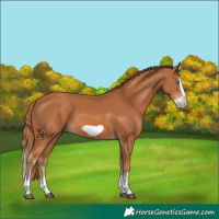 Horse Color:Chestnut Splash Frame