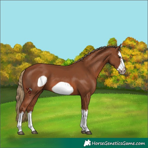 Horse Color:Chestnut Splash Frame 