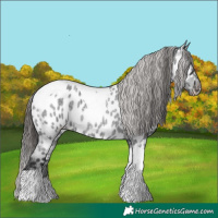 Horse Color:Blue Roan Tobiano Appaloosa 