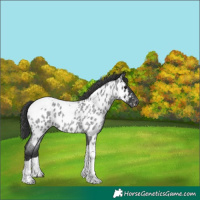Horse Color:Blue Roan Tobiano Appaloosa