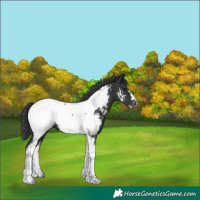 Horse Color:Black Tobiano Frame Appaloosa 