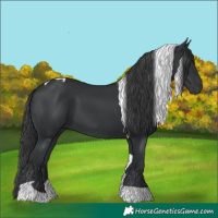 Horse Color:Black Tobiano 