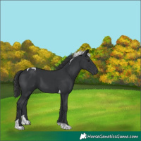 Horse Color:Black Tobiano 