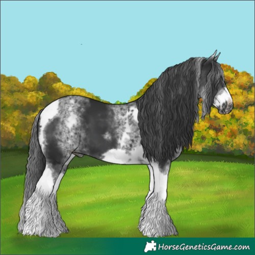Horse Color:White Spotted Black Tobiano Frame 