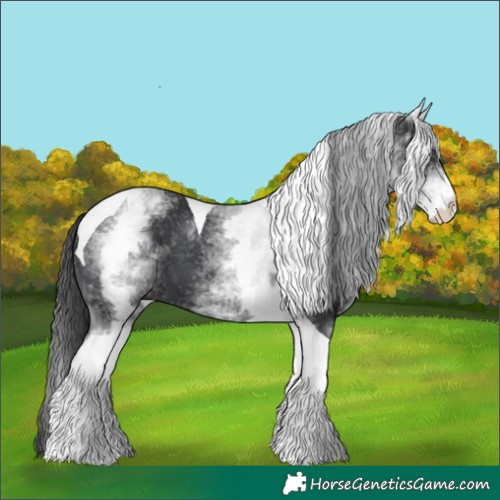 Horse Color:White Spotted Black Tobiano 