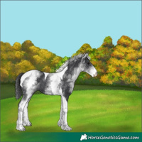 Horse Color:White Spotted Black Tobiano 