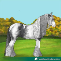 Horse Color:White Spotted Black Tobiano 