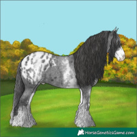 Horse Color:White Spotted Blue Roan Blanket