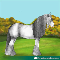 Horse Color:White Spotted Black