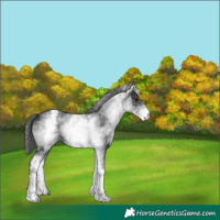 Horse Color:White Spotted Black 