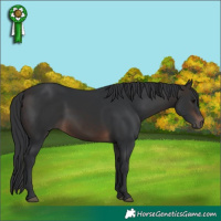 Horse Color:White Spotted Brown 