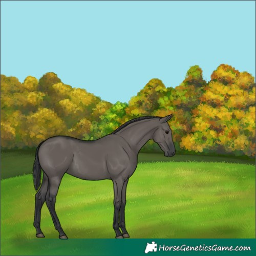Horse Color:Grullo Rabicano 