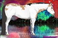 Horse Color:White Spotted Buckskin Frame 