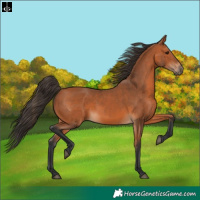 Horse Color:Bay 