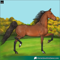 Horse Color:Bay 