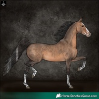 Horse Color:Brown Dun  and Brown Dun Splash 