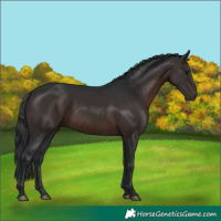 Horse Color:White Spotted Brown